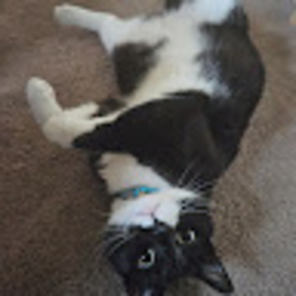 Meet your Posher, Steve - Picture 1 of 1